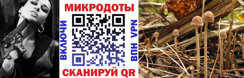 Галлюциногенные грибы Psilocybe Большой Камень