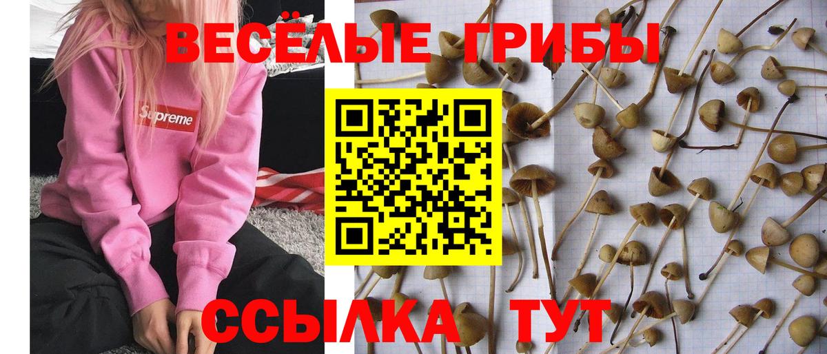 Псилоцибиновые грибы мухоморы  закладка  Большой Камень  Галлюциногенные грибы Magic Shrooms  Вход с VPN 